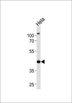 p44 MAPK Antibody