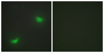 DUSP16 Antibody