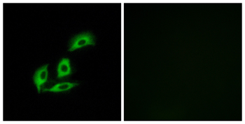 NECAB3 Antibody