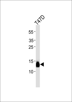 Synuclein γ Antibody