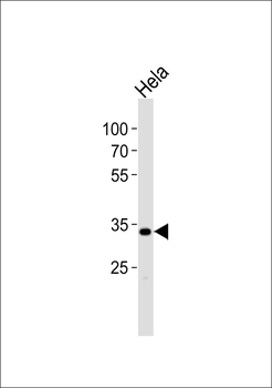 AIBP Antibody