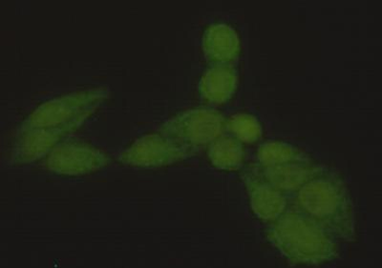 Hsp70 (N-terminus) Antibody