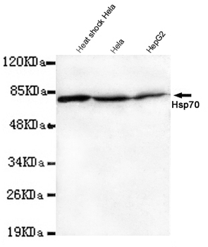 Hsp70 (N-terminus) Antibody