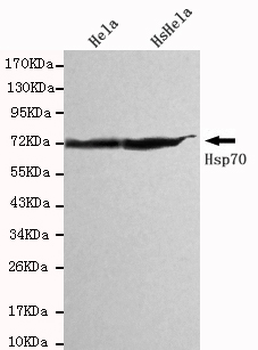 Hsp70 (C-terminus) Antibody