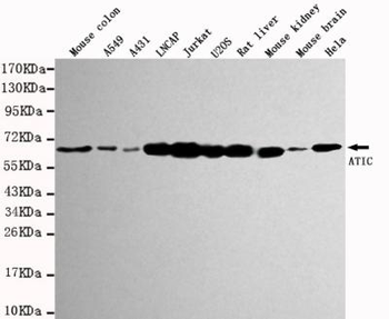 ATIC Antibody