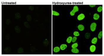 Phospho-Histone H2A.X (Ser139) Antibody