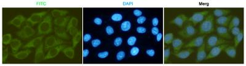 GSK3 β Antibody