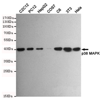 p38 MAPK Antibody
