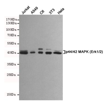 p44/42 MAPK (Erk1/2) Antibody