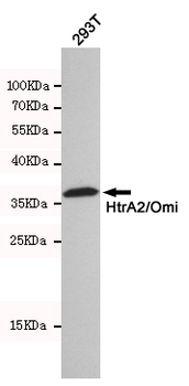 HTRA2 Antibody