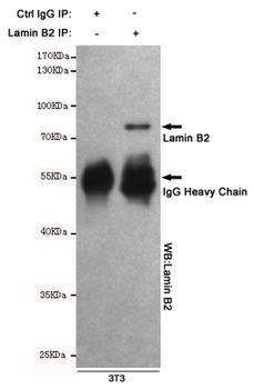 Lamin B2 Antibody