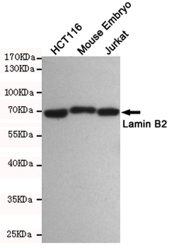 Lamin B2 Antibody
