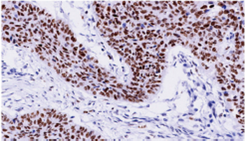 PCNA Antibody