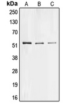 Collagen 26 alpha 1 Antibody
