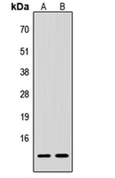 Procalcitonin Antibody