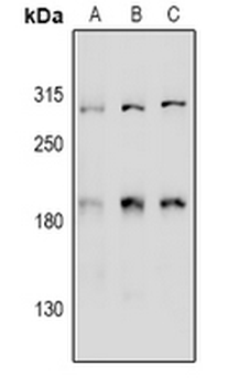 Girdin Antibody