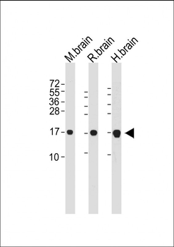LC3 Antibody