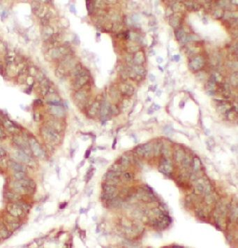 SECTM1 Rabbit Polyclonal Antibody