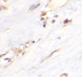 F2RL1 Rabbit Polyclonal Antibody
