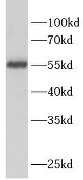 SELENBP1 Rabbit Polyclonal Antibody