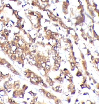 SELENBP1 Rabbit Polyclonal Antibody