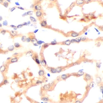 CSPG4 Rabbit Polyclonal Antibody