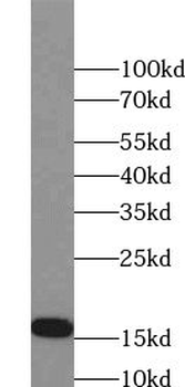 HCRT Rabbit Polyclonal Antibody