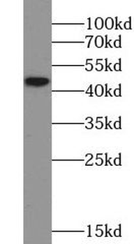 HTR1A Rabbit Polyclonal Antibody