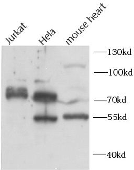CTCFL Rabbit Polyclonal Antibody