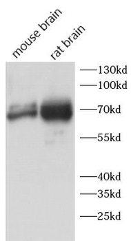 CAPRIN2 Rabbit Polyclonal Antibody