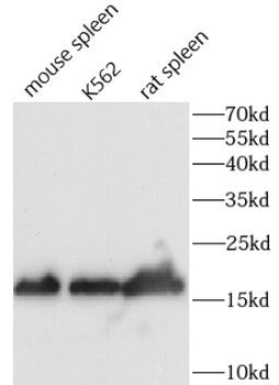 CD40LG Rabbit Polyclonal Antibody