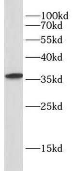 EMCN Rabbit Polyclonal Antibody