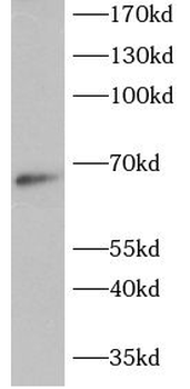 REL Rabbit Polyclonal Antibody