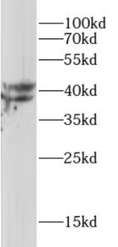 PPP1CA Rabbit Polyclonal Antibody