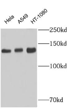SMARCA1 Rabbit Polyclonal Antibody