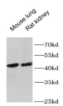 GNA13 Rabbit Polyclonal Antibody