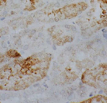 GNA13 Rabbit Polyclonal Antibody