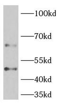 PELI3 Rabbit Polyclonal Antibody