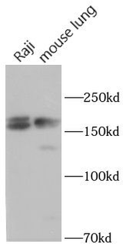 PXDN Rabbit Polyclonal Antibody