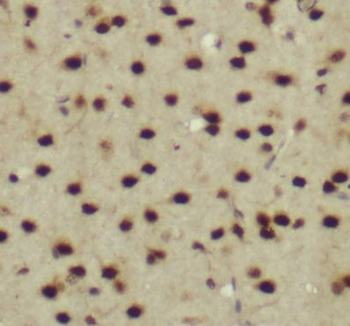 PWWP3A Rabbit Polyclonal Antibody