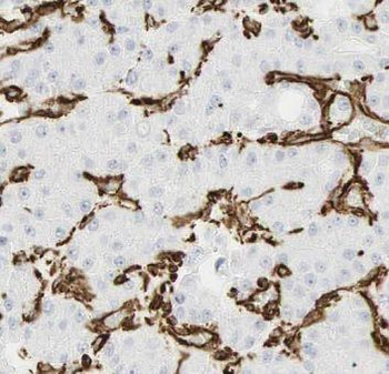 AIF1 Mouse Monoclonal Antibody