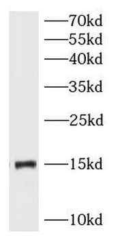 RPL36 Rabbit Polyclonal Antibody