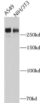 FLNC Rabbit Polyclonal Antibody
