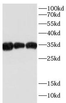 HNRNPA1 Rabbit Polyclonal Antibody
