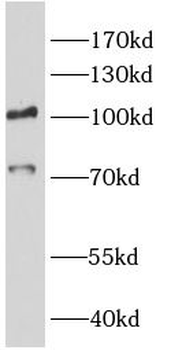 SIGLEC10 Rabbit Polyclonal Antibody