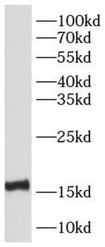 TOMM20 Mouse Monoclonal Antibody