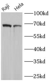 RELA Mouse Monoclonal Antibody