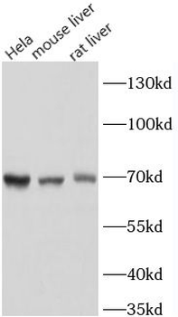 IL1RAP Rabbit Polyclonal Antibody