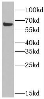 SLC30A1 Rabbit Polyclonal Antibody