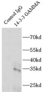 YWHAG Specific Rabbit Polyclonal Antibody
